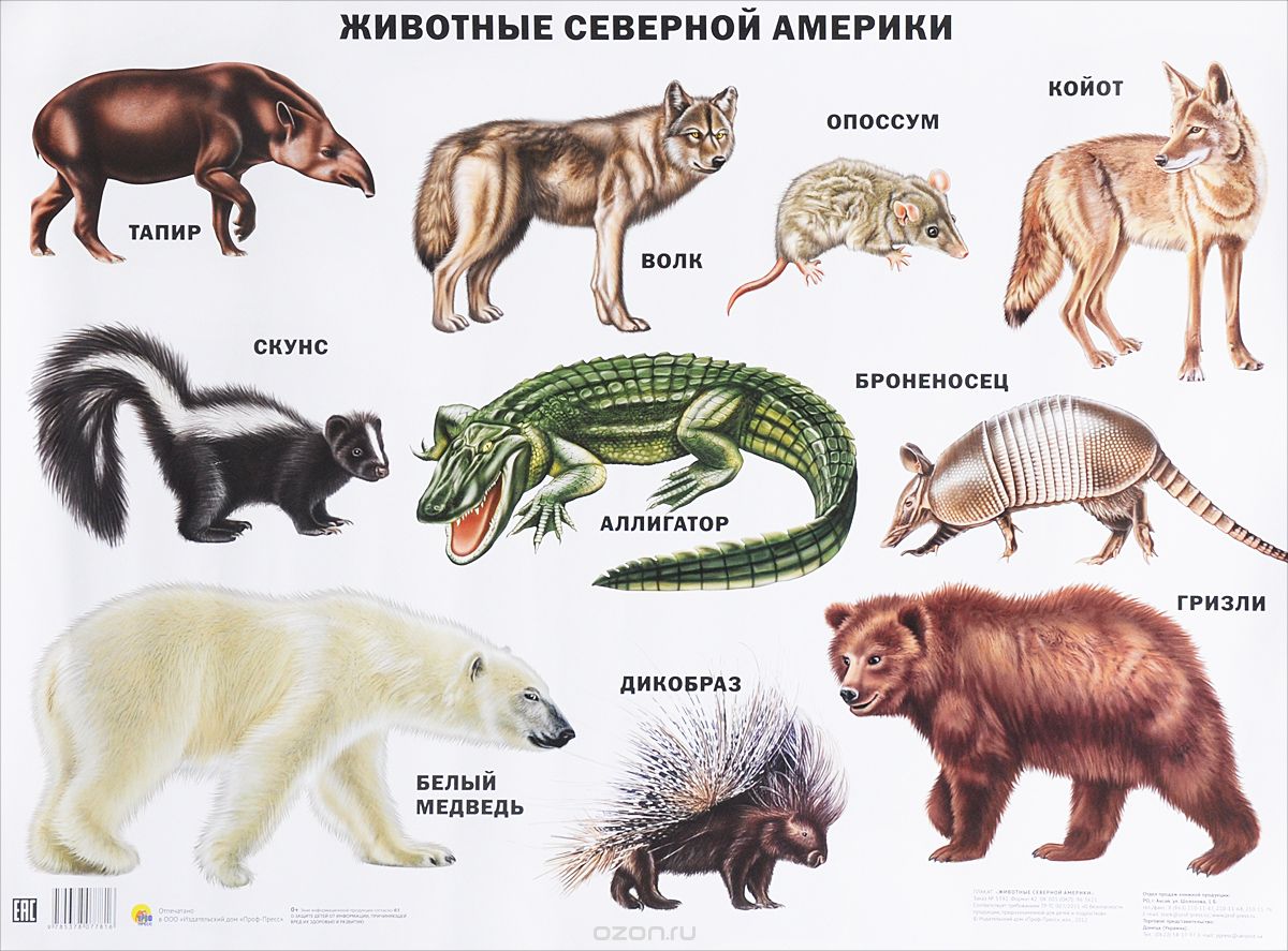 Животные Северной Америки. Плакат