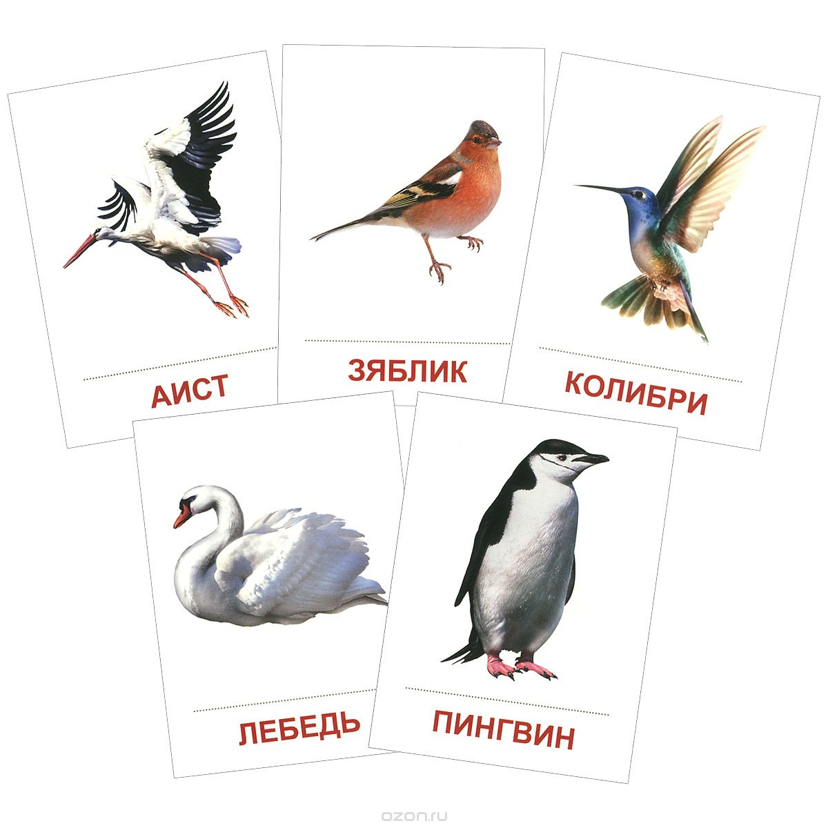Скачать книгу "Птицы разных широт (набор из 16 карточек)"