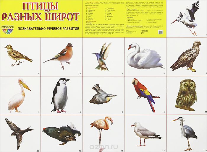 Птицы разных широт. Плакат
