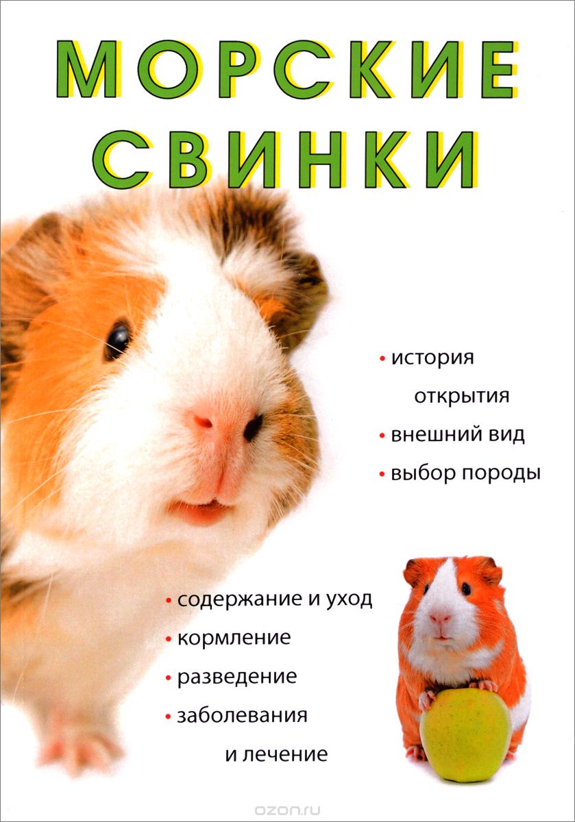 Морские свинки, Л. Миронов